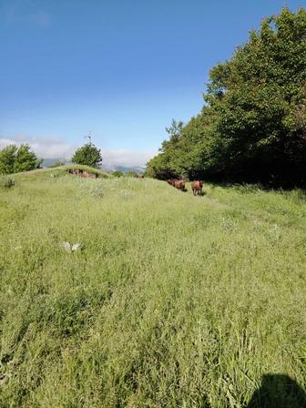 Бараны ягнята курдючной породы продажа