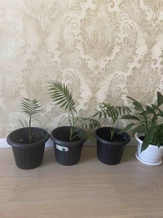 Комнатные цветы