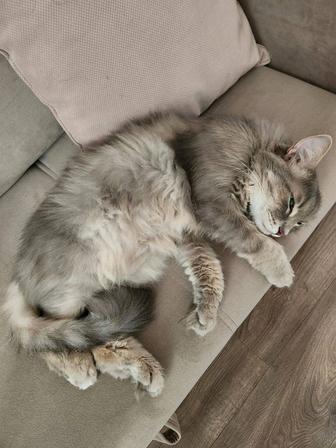 Отдам кота в хорошие руки