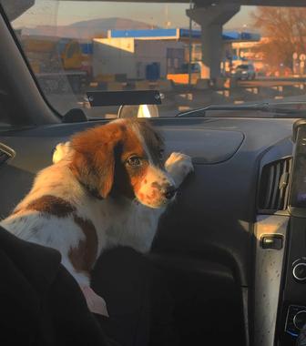 Отдам щенка в добрые руки