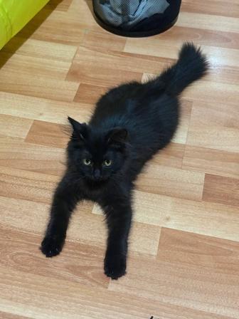 Срочно ищем дом котенку