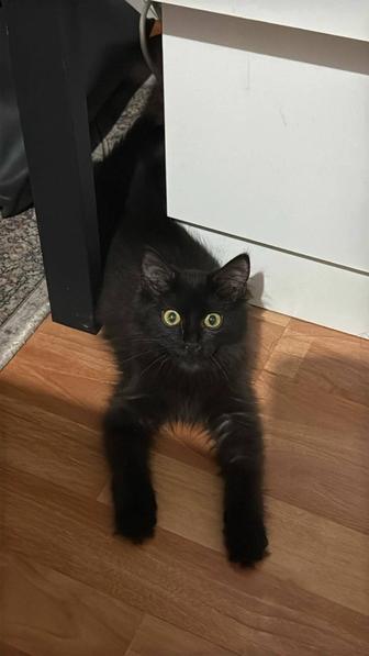 Срочно ищем дом котенку