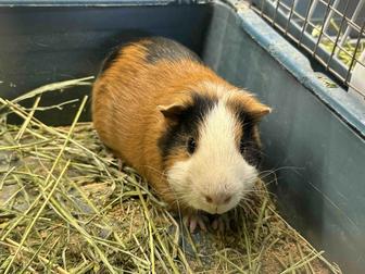 Морские свинки