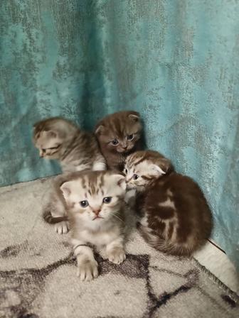 Котята шотландики