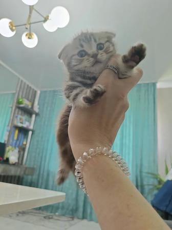 Котята шотландики