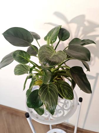 Филодендрон Бурле Маркс