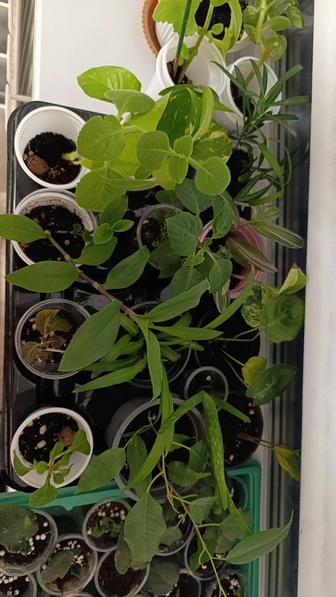 Продам комнатные растения, цветы, отростки