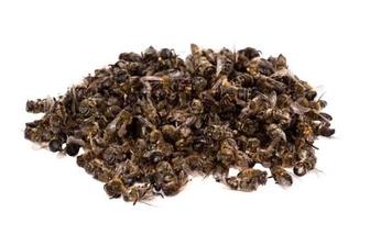 подмором В народной медицине подмор используется Астана