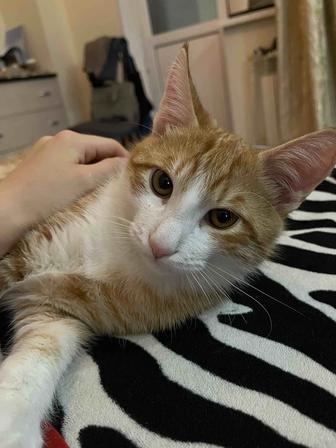 Продаю кошку