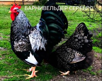Продажа цыпляток Барневельдер Серебро