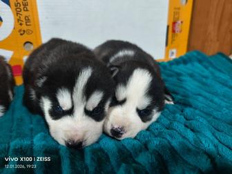 Продам щенков сибирской хаски.