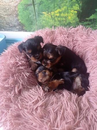 Продам щенков йоркширский терьер