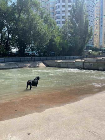 Шикарный ротвейлер на вязку
