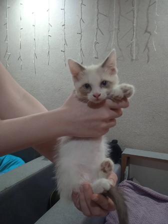 Отдам котят в хорошие руки
