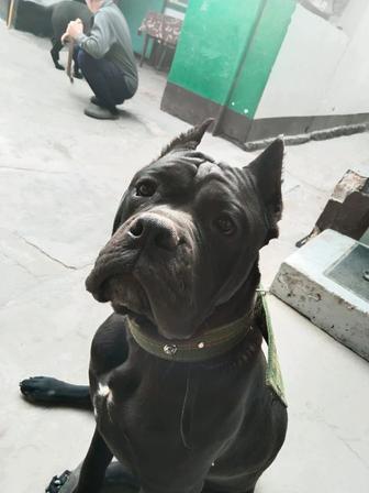 Потерялась собака черный кане корсо