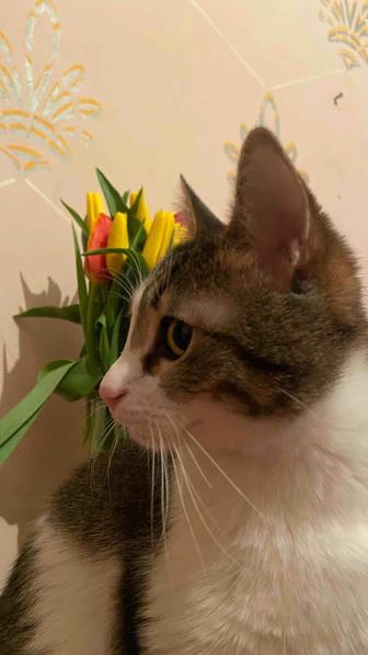 Отдам кошечку в добрые руки