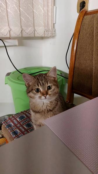 Отдам Кошку