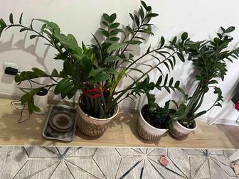 Продам денежное дерево цветы