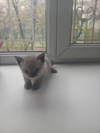 Отдам котенка в добрые руки