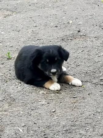 Отдам щенят бесплатно