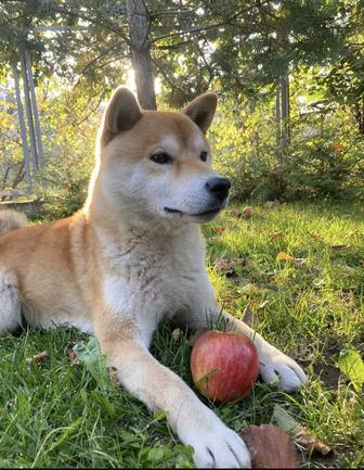 Преподаватель немецкого языка