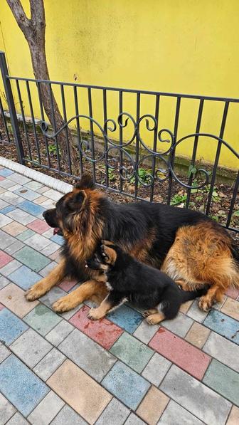 Продажа щенков