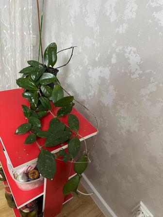 Продам цветок Хойя