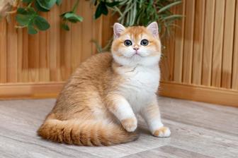 Продажа золотой шиншиллы!