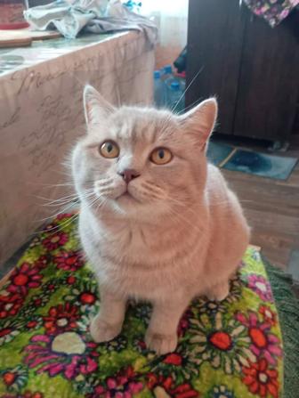 Отдаем породистого кота Британец