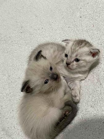 продаются котята