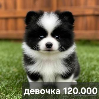 Помнранский шпиц