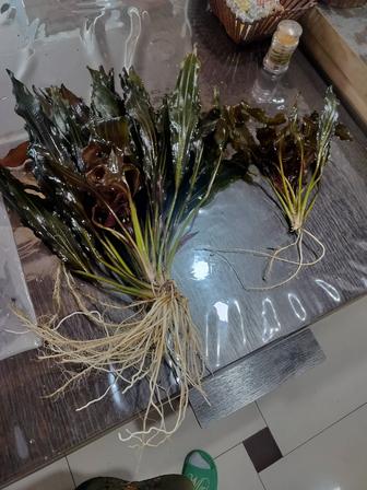 Продам взрослый Эхинодорус Дорогой Леонид Ильич.