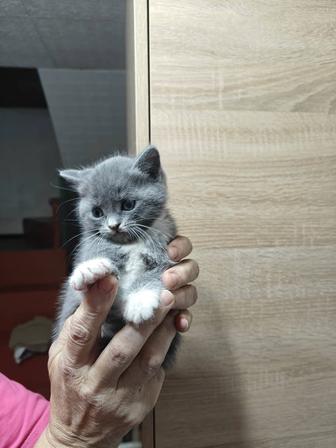 Отдам даром котят.