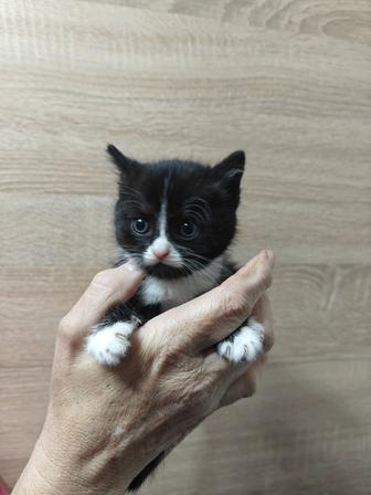 Отдам даром котят.