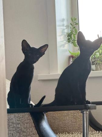 ориентальные котята