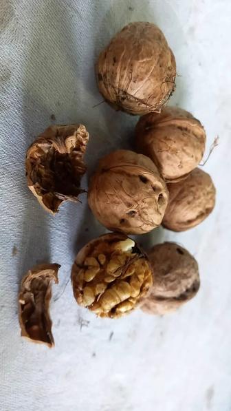 Грецкий орех урожай 2025