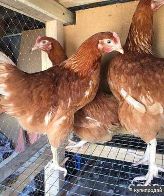 Несушки Ломан Браун 4.5месяца