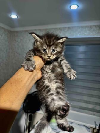 Тот самый котенок Мейн Кун